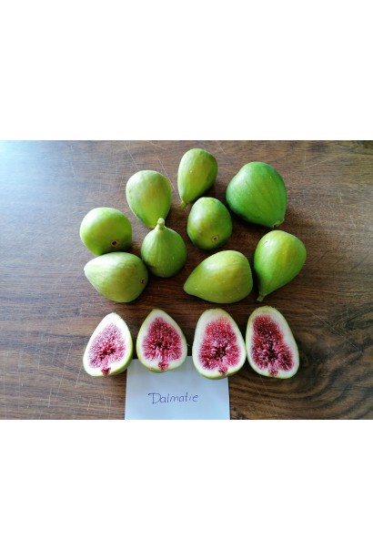 Інжир Далматський м’якуш